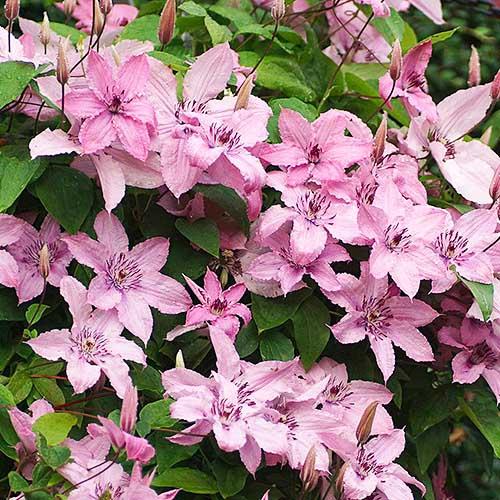 Клематіс Hagley Hybrids Florium - фото 3
