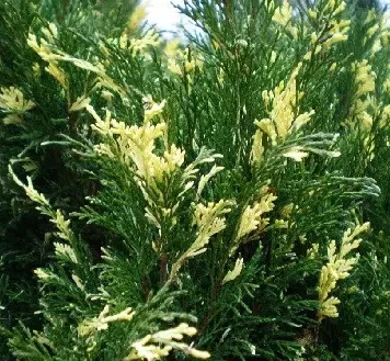 Ялівець Variegata горщик 1,5л (2098540005)