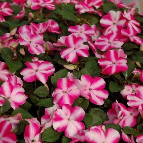 Семена цветов Бальзамин Balance Rose Star Hem Genetics 50 шт. (BN09308-3)