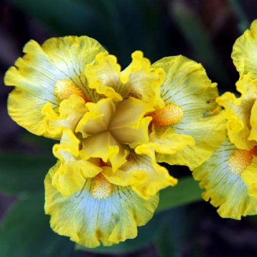 Ирис Wide Open Florium