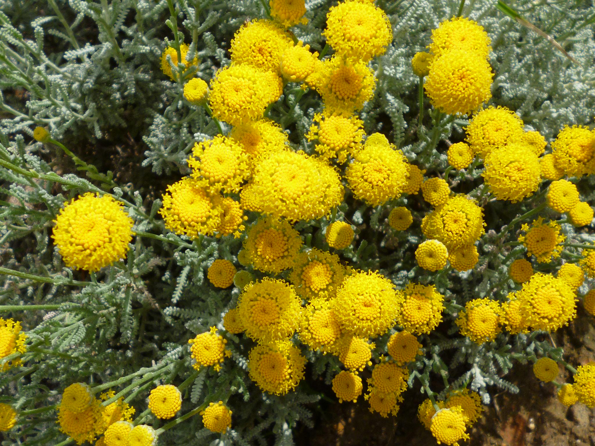 Сантолина кипарисовочная Santolina chamaecyparissus 12 шт. (38283292)