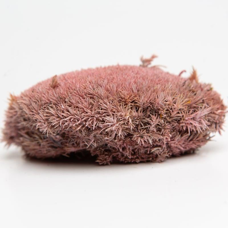 Мох стабилизированный Green Ecco Moss Кочка Розовая 500 гр.