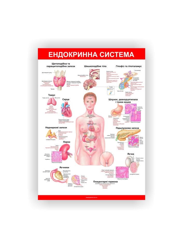 Плакат Vivay Эндокринная система 60х40 см (25698577)