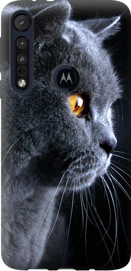 Чехол на Motorola One Macro Красивый кот (3038u-1812-42517) - фото 1