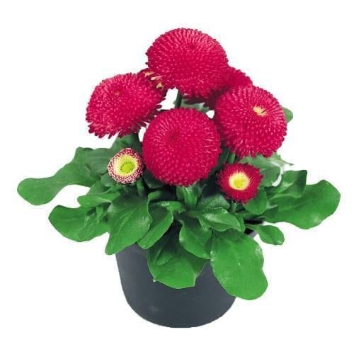 Семена цветов Маргаритка Tasso Deep Rose Benary 250 шт. (BN02950-3)