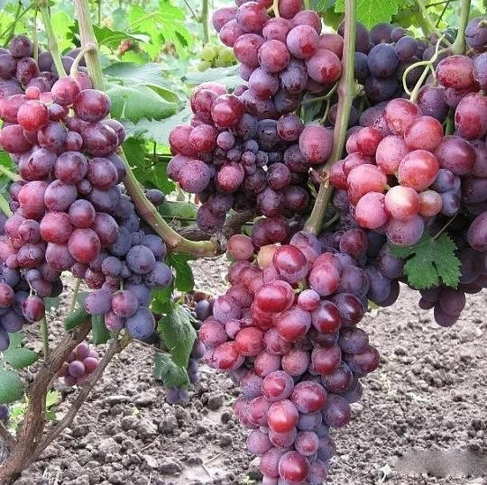 Саженцы винограда Памяти Учителя (2530715215)