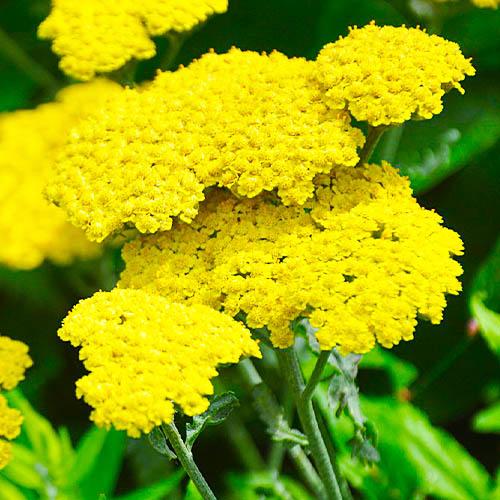 Тысячелистник Florium Moonshine (4623)