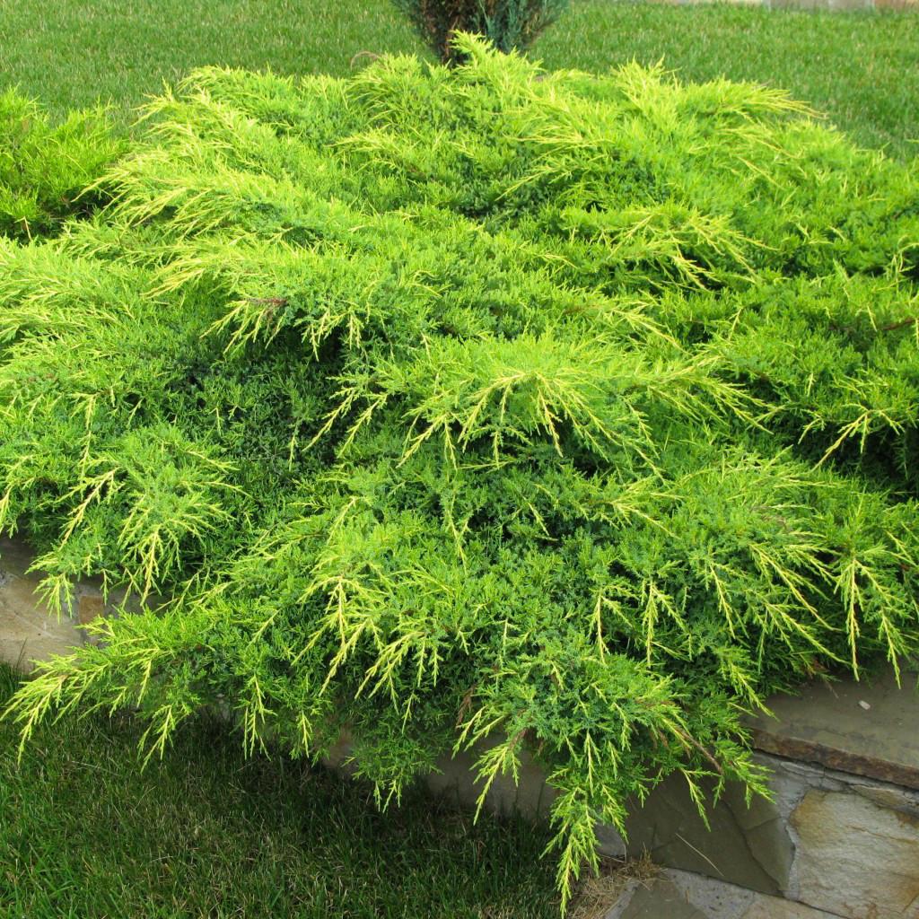 Саджанець ялівцю середнього Juniperus x media Gold Coast Р9 (769054081) Саджанець ялівцю середнього Juniperus x media Gold Coast Р9 (769054081)