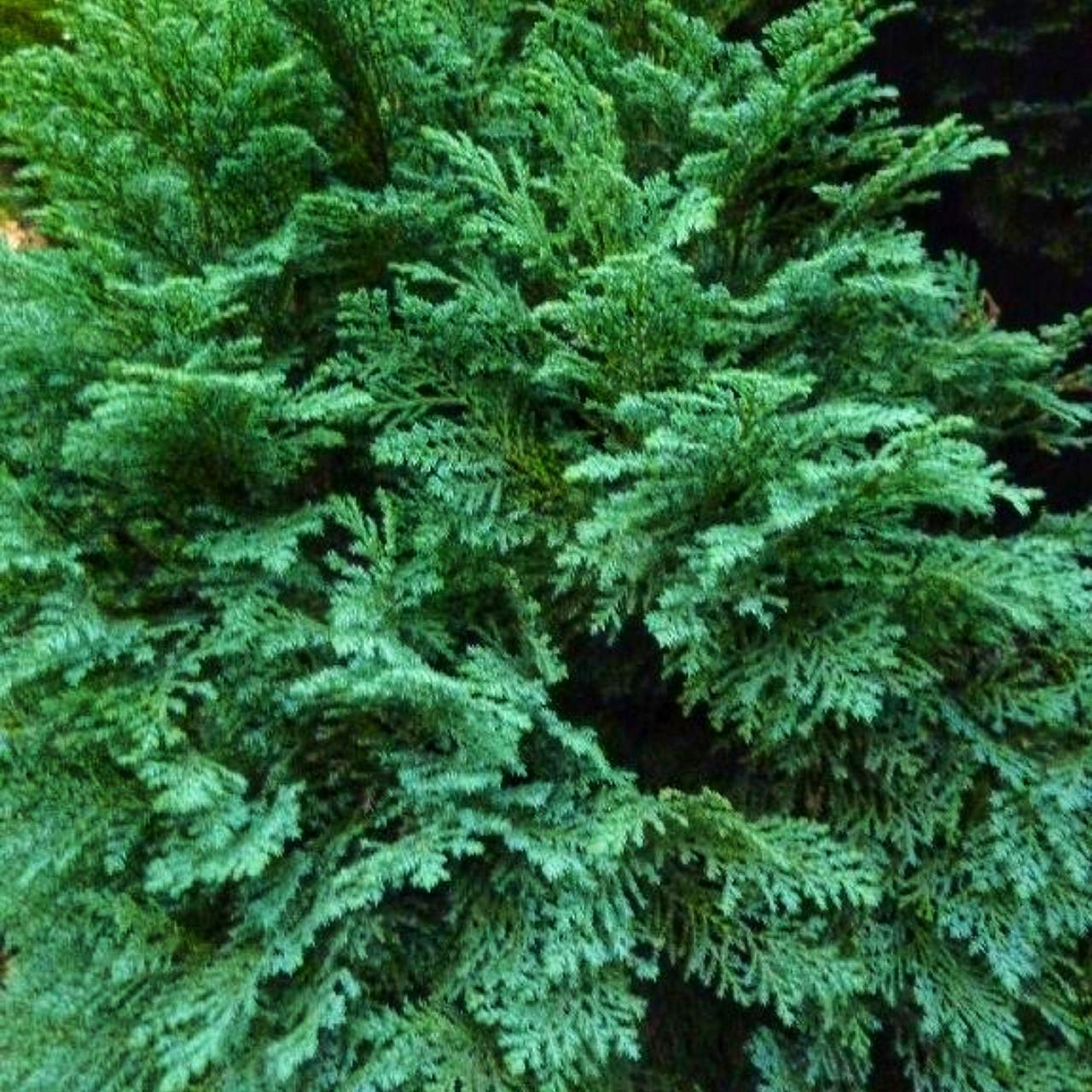 Кипарисовик Лавсона Флетчери Fletcheri 3 шт. (38285709)