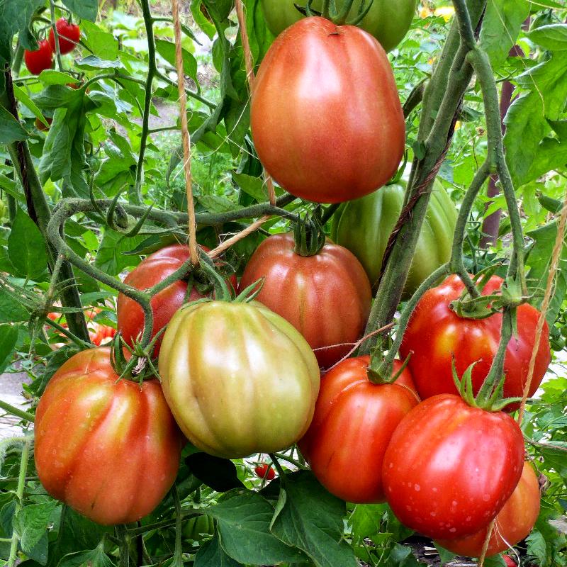 Семена томата Канестрино Ди Лучча 5 шт./5 пак (38293895)