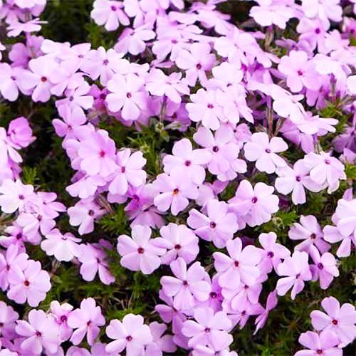 Флокс Florium Lilac Cloud (3841) - фото 2