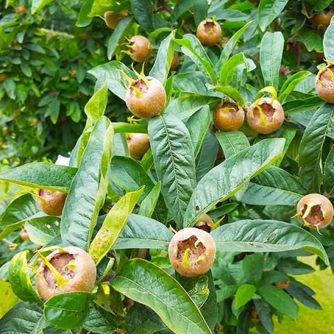 Саджанець мушмули німецької Ноттінгем (2090073267)