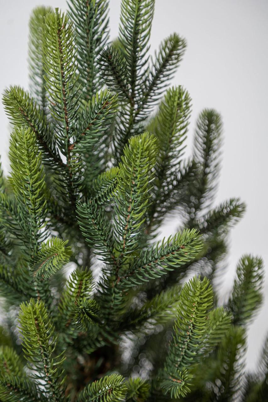 Ялинка лита SG Віденська в горщику весняна 0,70 м - фото 6 Ялинка лита SG Віденська в горщику весняна 0,70 м - фото 6