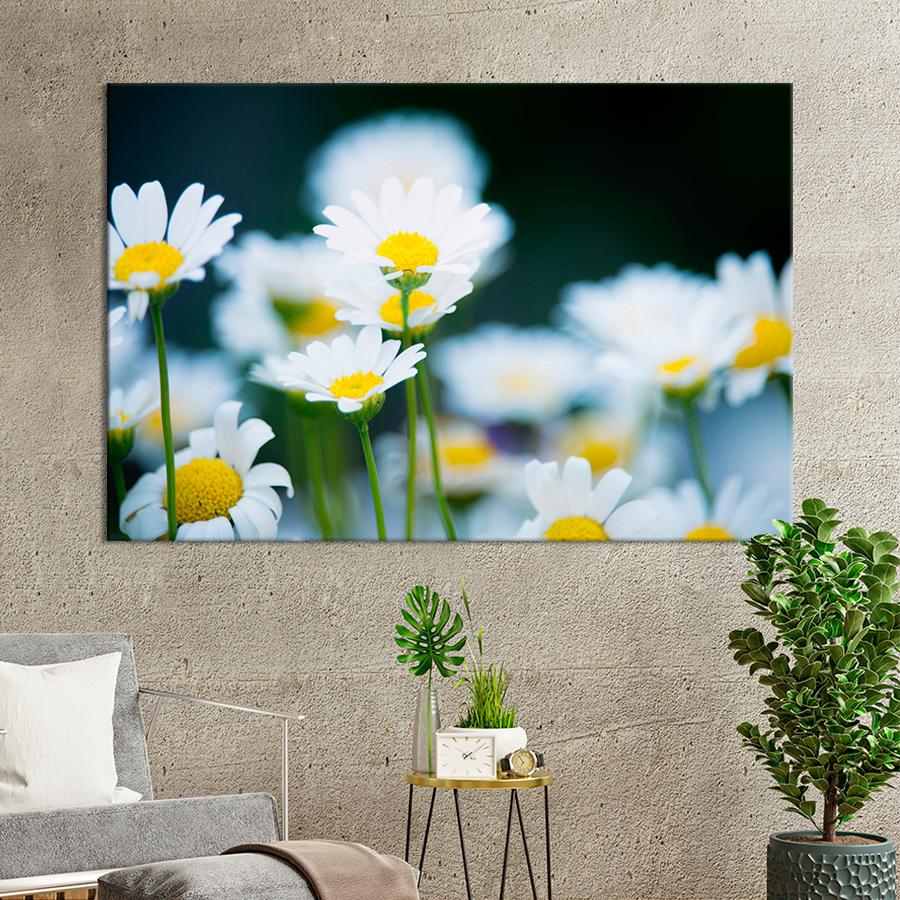 Картина цветы и растения Милые ромашки 80x54 см (A1060-1)