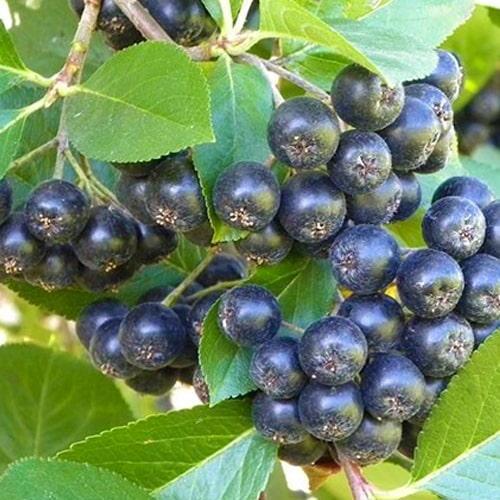 Саджанець Аронія Вікінг горобина чорноплідна (101709)