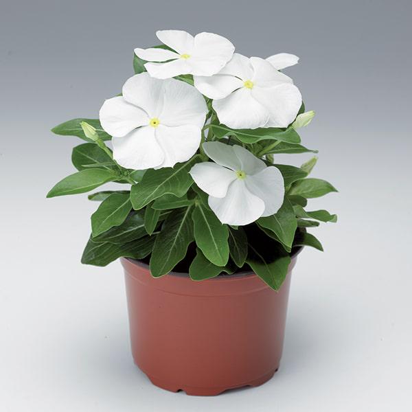 Семена Катарантус SunStorm Pure White ТД Гекса-Украина 02-01-342 100 шт. (IR003136)