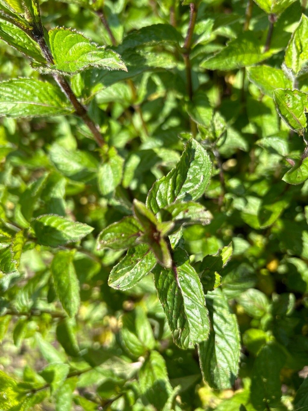 Семена Мята перечная  0,1 г 1000 шт. Mentha piperita (RS-00845)