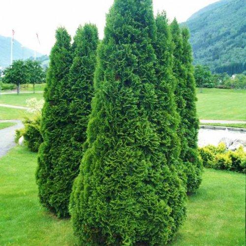 Туя Florium Holmstrup (8768) - фото 2