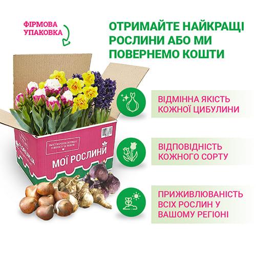 Тюльпан Florium Fiery Club (18603) - фото 5 Тюльпан Florium Fiery Club (18603) - фото 5