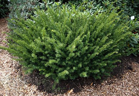 Тис средний Фармэн Taxus media Farmen 3 шт. (38277757)