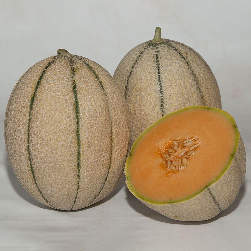 Семена Сладкая Дыня Syngenta MASSIMO F1 500 шт. (2289645522.5)