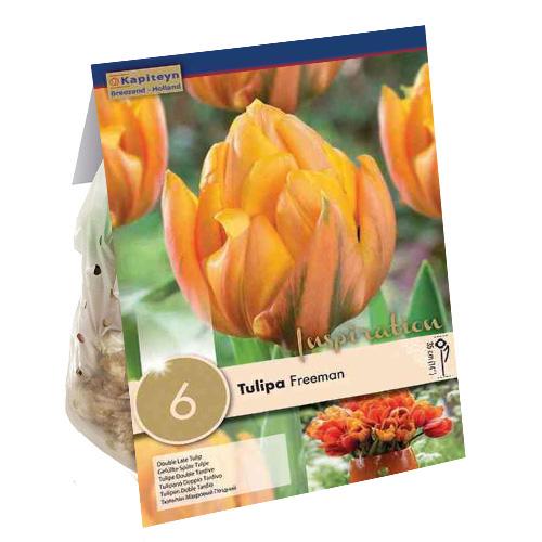 Тюльпан Florium Freeman брендовые луковицы kapiteyn (18273)