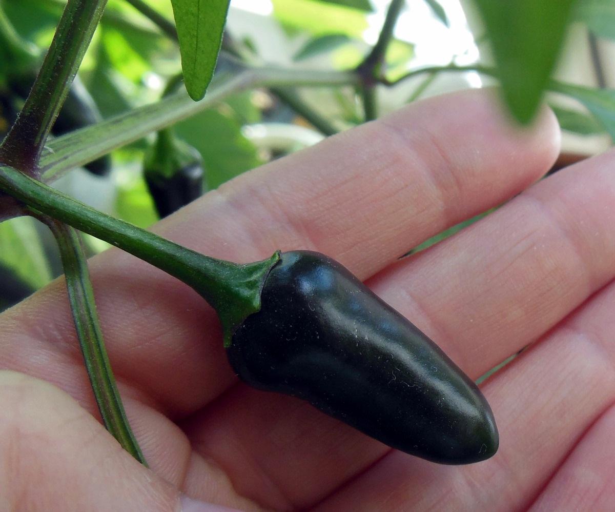 Семена Перец острый Чензо 0,25 г 50 шт. черный - фото 3