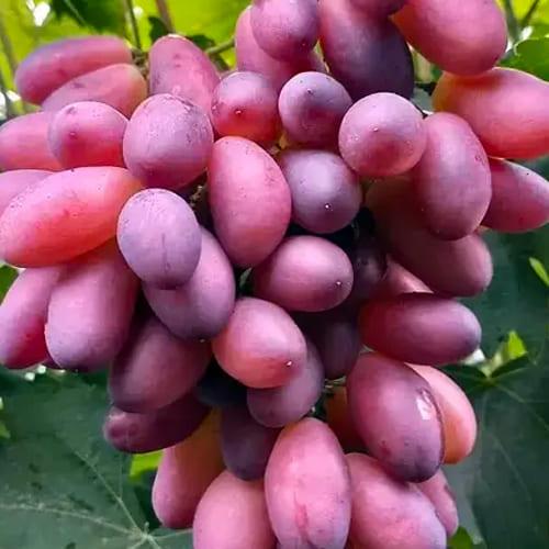 Саджанець Виноград десертний Ейфорія укорінений саджанець у контейнері (187679)