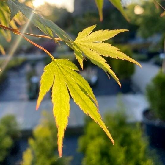 Клен пальмолистий віяловий або японський