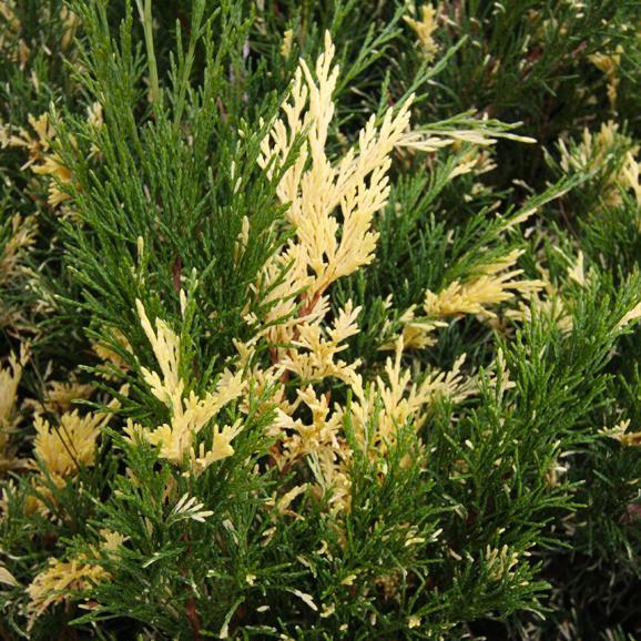 Саженец можжевельника казацкого Вариегата Juniperus sabina Variegata Р9 (644877034) - фото 4 Саженец можжевельника казацкого Вариегата Juniperus sabina Variegata Р9 (644877034) - фото 4