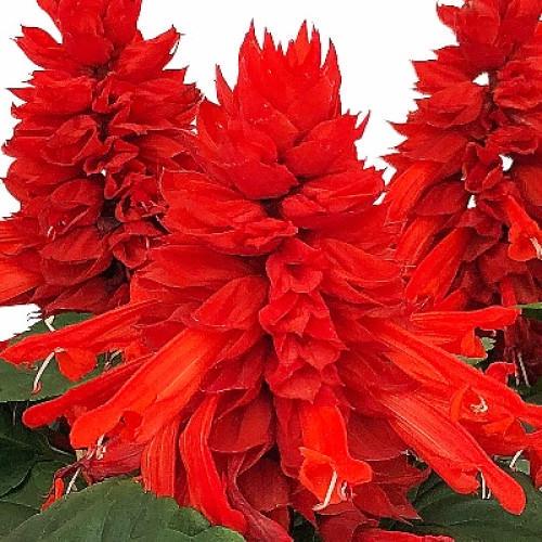 Семена цветов Sakata Сальвия блестящая Fire Breather Red 250 шт. (BN12148-2)