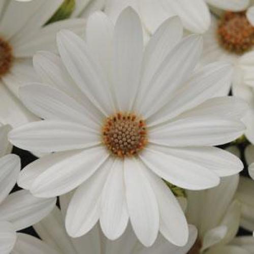 Семена цветов PanAmerican Остеоспермум Эклона AKILA DAISY WHITE 100 шт. (BN05383-2)