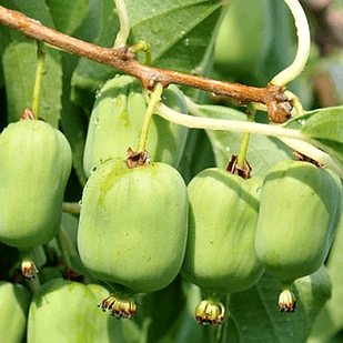 Саджанець актинідії Kiev Hybrid жіночий сорт морозостійка Р9 (610614331) Саджанець актинідії Kiev Hybrid жіночий сорт морозостійка Р9 (610614331)