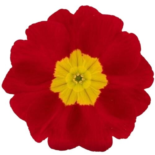 Насіння квітів Примула безстебельна Danova Red (BN07006)
