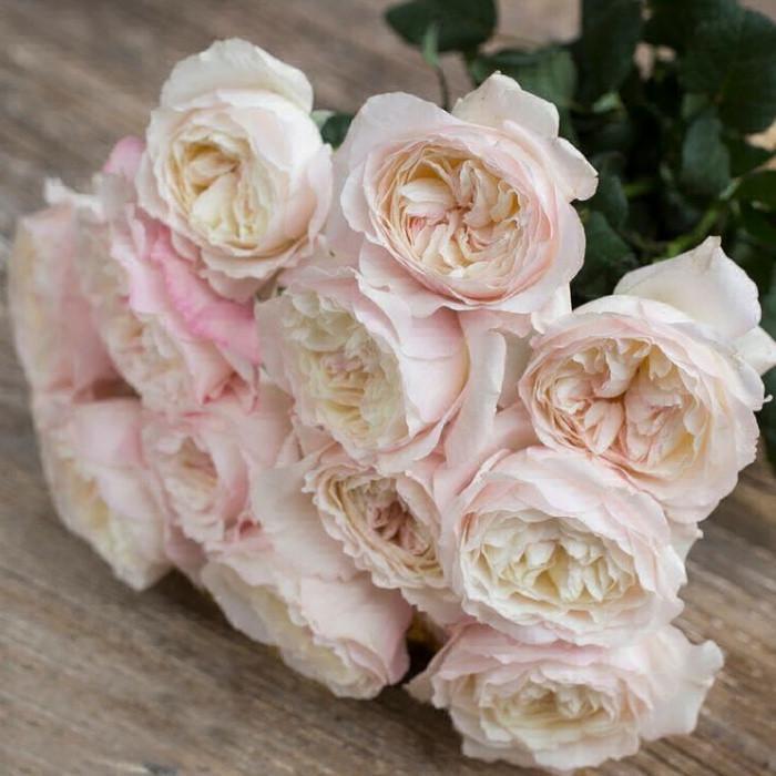 Роза английская Keira (2669431351) Роза английская Keira (2669431351)