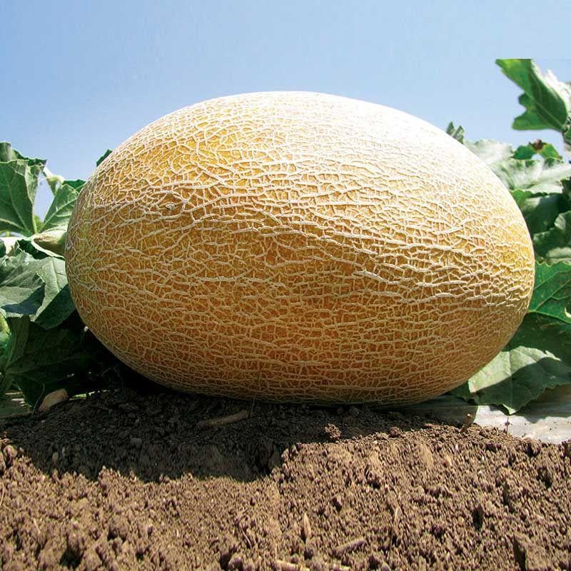 Семена Дыня Clause KREDO F1 1000 шт. (2283889107)