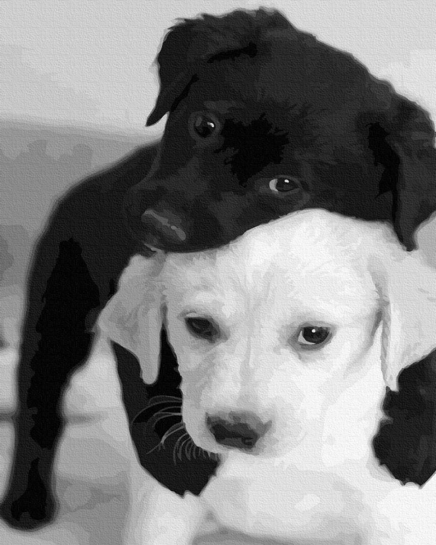 Картина за номерами Brushme Чорно-біле кохання 40х50 см (GX21649) Картина за номерами Brushme Чорно-біле кохання 40х50 см (GX21649)