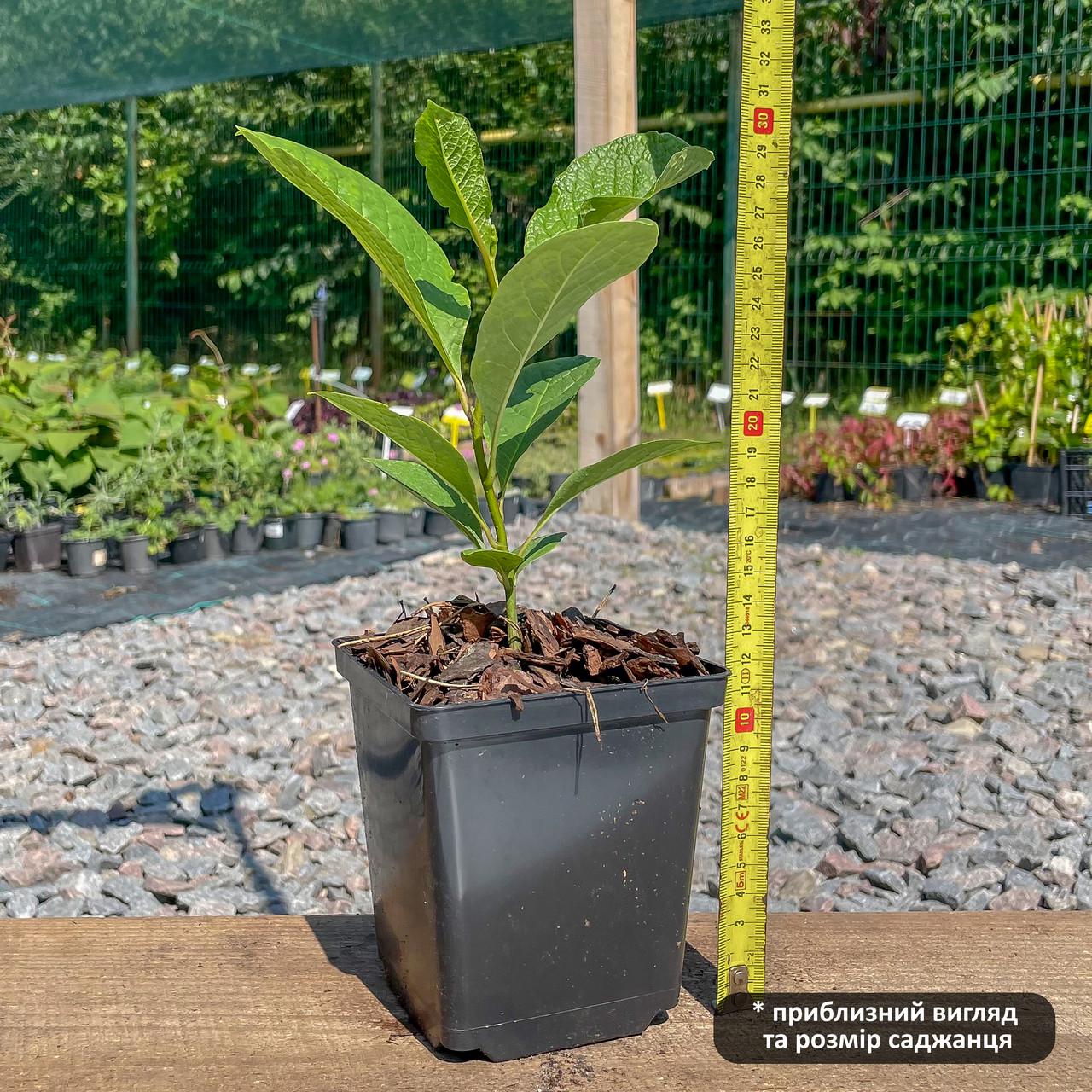 Саженец магнолии гибридной Magnolia hibrida Rustica Rubra Р9 (1531589100) - фото 3 Саженец магнолии гибридной Magnolia hibrida Rustica Rubra Р9 (1531589100) - фото 3