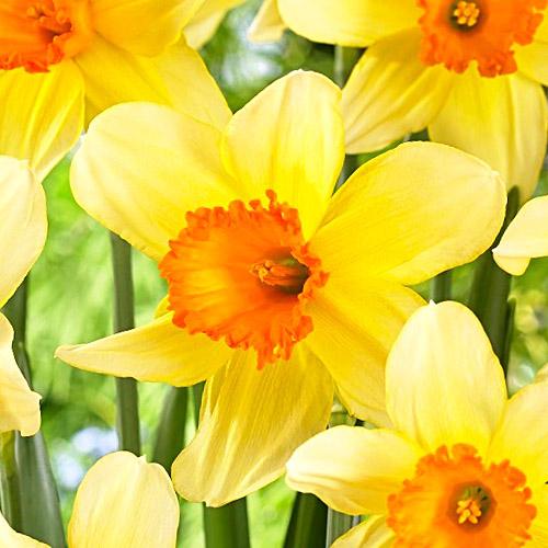 Нарцисс Florium Fortissimo (17976)
