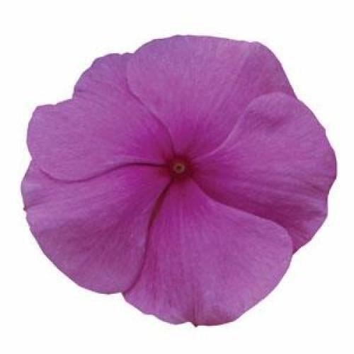 Семена цветов Катарантус розовый TITAN F1 LILAC PanAmerican 10 шт. (BN00634-4)