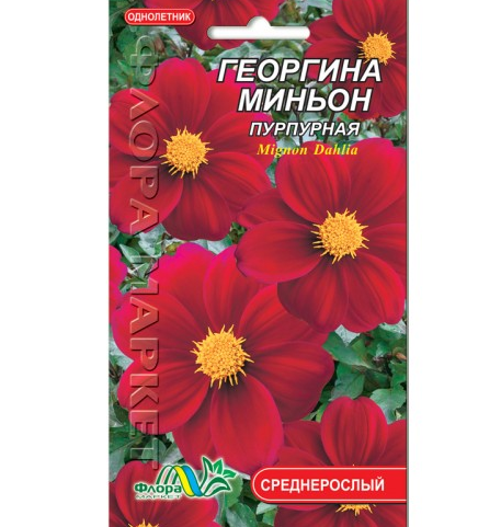 Насіння Жоржина міньйон пурпурова однорічник середньорослий 0,15 г (26216)