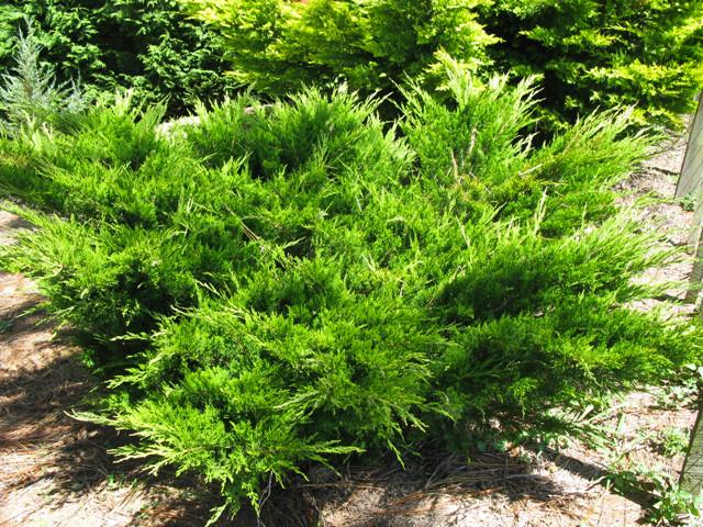 Саженец можжевельника среднего Juniperus media Mint Julep Р9 (645170090) - фото 2 Саженец можжевельника среднего Juniperus media Mint Julep Р9 (645170090) - фото 2