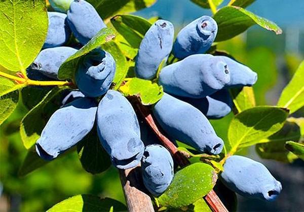 Саженец Жимолость LMTD Duet сортовая укорененная (145614)