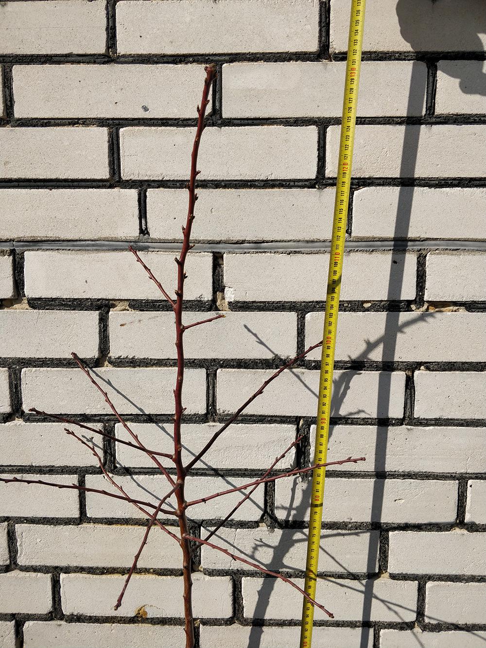 Мигдаль сорт Вікторія 1-річний (14896121) - фото 2