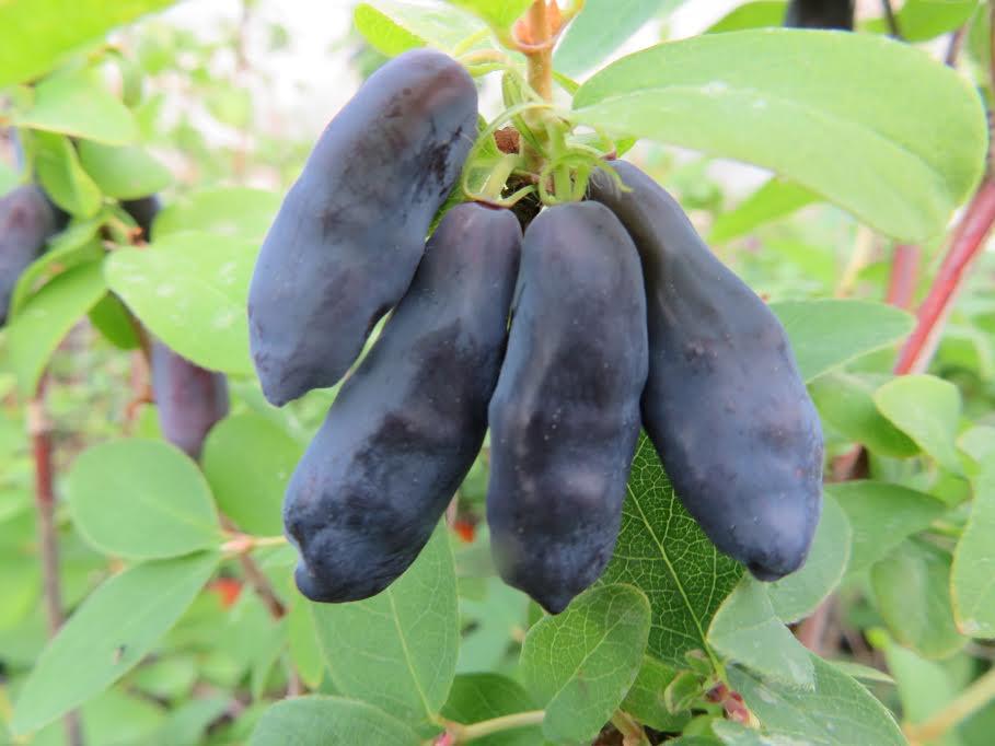 Жимолость Blue Banana 3 шт. (38281911) Жимолость Blue Banana 3 шт. (38281911)