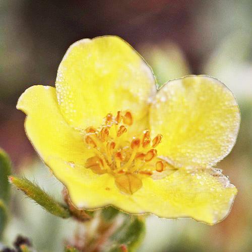 Лапчатка Florium Sunset (13471)