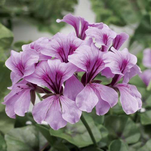 Семена цветов Syngenta Пеларгония плющелистая ампельная Tornado F1 Lilac 100 шт. (BN01688-2)
