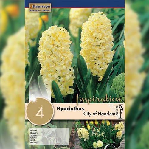 Гиацинт Florium KAPITEYN City of Haarlem (15319) - фото 2 Гиацинт Florium KAPITEYN City of Haarlem (15319) - фото 2