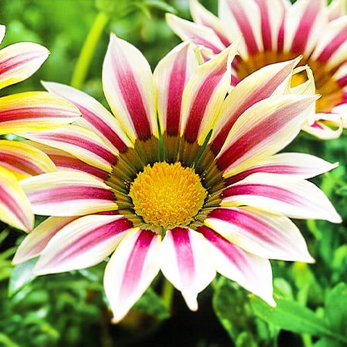 Семена Газания Florium Рассвет розовые полосы (15975)