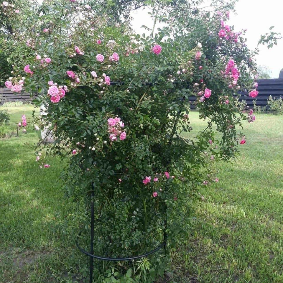 Опора для рослин кільцева на три кільця 1700х800х800 мм (КО-D16/D13-1700*800/600/600) - фото 10 Опора для рослин кільцева на три кільця 1700х800х800 мм (КО-D16/D13-1700*800/600/600) - фото 10